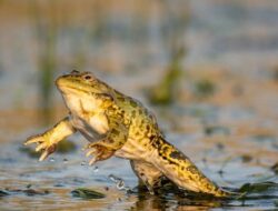 7 Rahasia Ampuh Usir Katak Bandel di Teras Rumahmu!