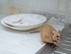 9 Tanaman Ajaib Usir Tikus dari Rumahmu Secara Alami