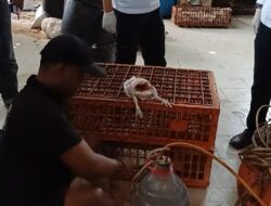 Kenali Ciri Daging Ayam Gelonggongan: Hindari Pembelian yang Salah