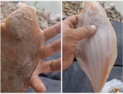 Rahasia Es Manis Ekstrem: Kental Manis Berlimpah & Ikan Ajaib Nabi Musa