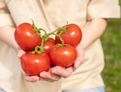 Tomat: Buah atau Sayur? Ilmu Mengungkap Fakta Mengejutkan